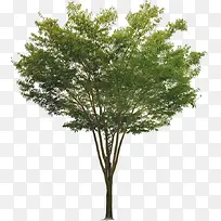 高清摄影绿色的大树植物