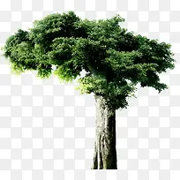 创意高清绿色大树草本植物