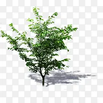 绿色创意环境素材大树