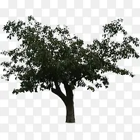 绿色树叶大树景观