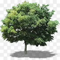 高清摄影绿色的大树合成
