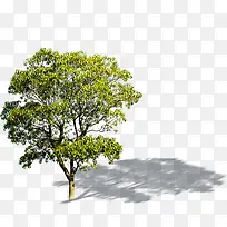 高清室外摄影绿色大树