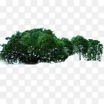 高清摄影绿色森林大树