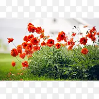 红色鲜艳花朵绿色草地