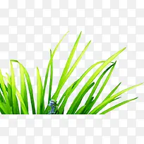 绿色发芽植物装饰草地