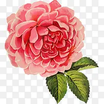 手绘红色花朵