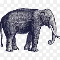 手绘大象复古风格