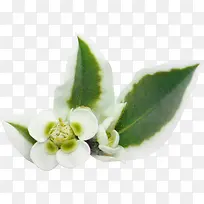 白绿色 小花朵