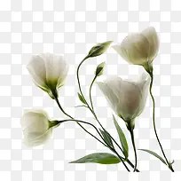 百合花