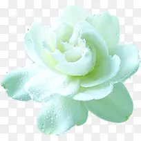 白色淡雅花卉茶艺素材