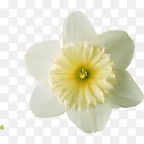 白色花