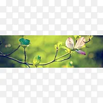 花朵背景