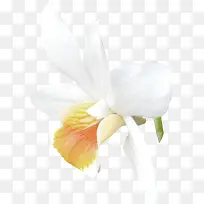 高清摄影白色的花卉植物效果