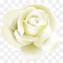 白色玫瑰花卉背景七夕