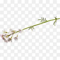 创意合成效果白色的草本植物花卉