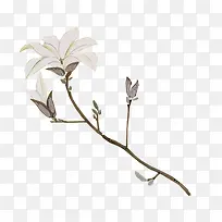高清创意白色的手绘花卉植物