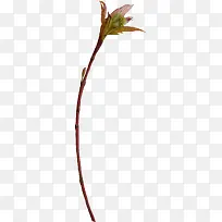 花卉图案花草背景素材