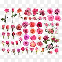 植物花卉素材装饰图片素材