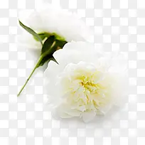 白色盛开花卉海报背景