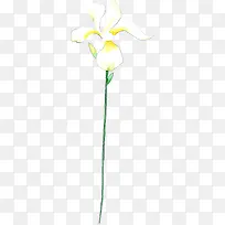 白色花卉鲜花主题