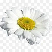 白花