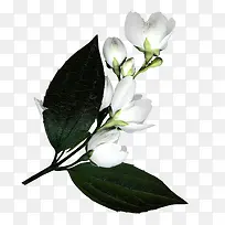 白花绿叶枝图