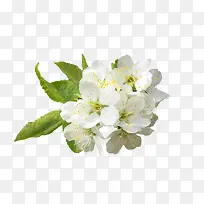 白色清新梨花装饰图案