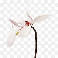 白色高清创意花卉植物合成