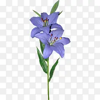 紫色百合花朵