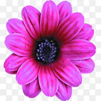 紫色唯美盛开花朵装饰