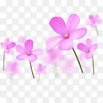紫色梦幻花朵植物
