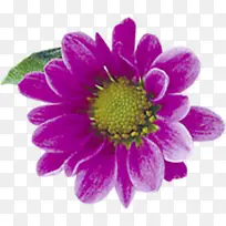 紫色美景花朵植物