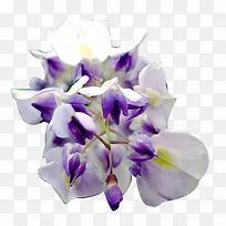 紫色美丽开放花朵