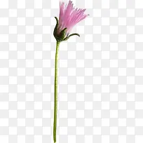 紫色野花