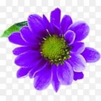 紫色文艺春季花朵