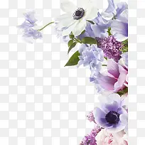 紫色的花卉效果植物