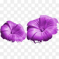 紫色高清水彩花朵