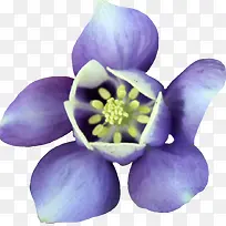 优雅紫色花朵素材