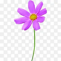 唯美紫色花朵创意