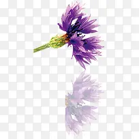 紫色唯美春天花朵手绘