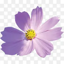紫色鲜花花朵盛开