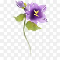 紫色鲜花盛开花朵