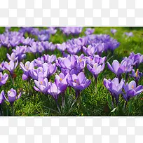 紫色花朵草地好看