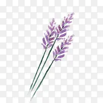 紫色花枝