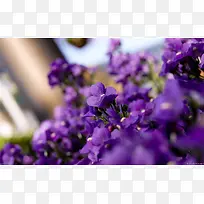 紫色梦幻花朵风景