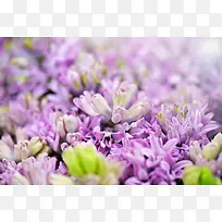 梦幻紫色花朵壁纸