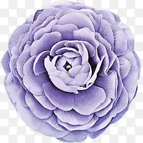紫色唯美花朵