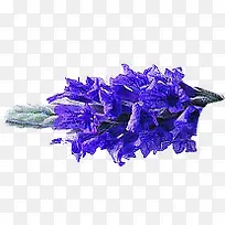 紫色熏衣草花卉