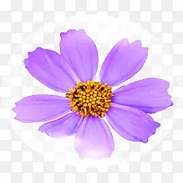 紫色海报花朵设计效果