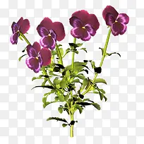 紫色蝴蝶型花朵